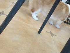 -Let's go狗咖·猫咖·奶狗·桌游(春熙路IFS店)