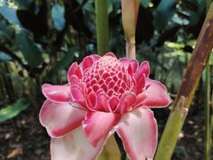 -中国科学院西双版纳热带植物园