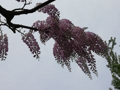 -嘉定紫藤园