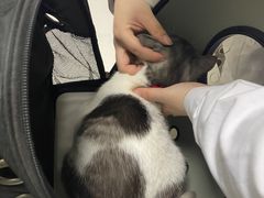 -爱佳宠物中心医院·骨外科·猫专科·急重症(瑶海万达店)