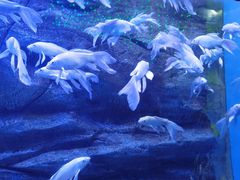 -芜湖新华联大白鲸海洋公园