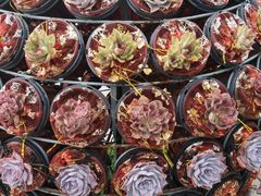 -南通洲际绿博园