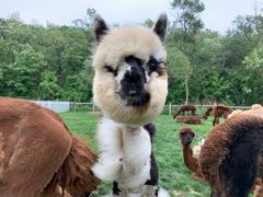 -大连铭湖国际观光牧场