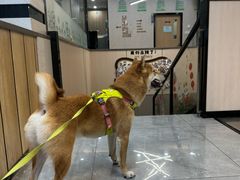-半岛宠物医院24小时(西派城店)