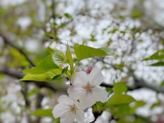 -顾村公园