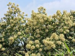 -黄埔油麻山森林公园