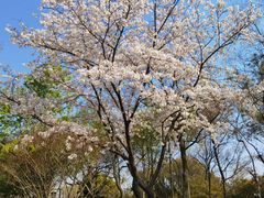 -枫桥景区