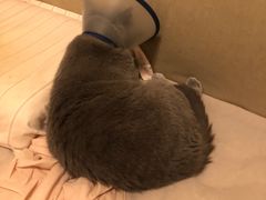 -爱诺耐芙动物医院(万博店)