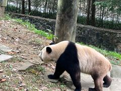-都江堰中华大熊猫苑