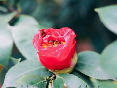 -金花茶公园