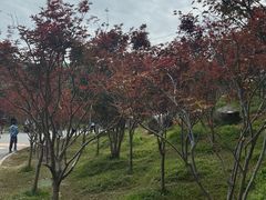 -广州市帽峰山景区