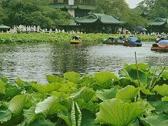 -桂湖森林公园