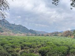 -中国茶叶博物馆(双峰馆区)