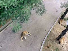 -大连森林动物园