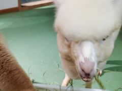 -藦茜花园宠物主题亲子互动体验馆(国顺东路店)