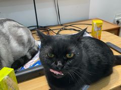 -李小姐の猫咖啡馆(五角场店)