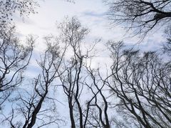 -武汉大学-樱园