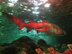 -悉尼海洋生物水族馆