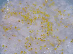 桂花酒酿圆子羹-百家鲜·杭帮菜