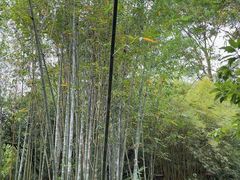 -深圳仙湖植物园
