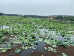 -荷塘月色湿地公园·向阳花洲