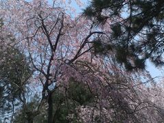 -西安青龙寺遗址景区