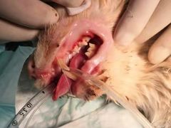 -萌兽医馆·犬猫专科·眼科中心·宠物医院(朝阳门分院)