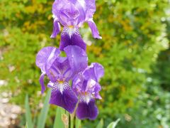 -陆家嘴中心绿地