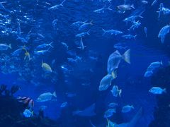 -海合安成都极地海洋公园