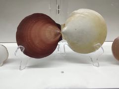 -贝壳王国博物馆