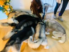 -Husky Go! 哈士奇体验馆·宠物咖啡厅狗咖