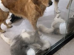 -共舞时光猫咖·狗咖(新街口店)