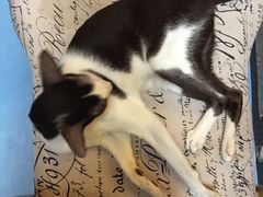 -猫色咖啡·猫咖