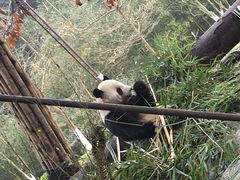 -都江堰中华大熊猫苑