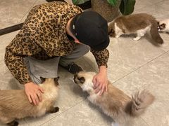 酸奶-有猫儿腻咖啡厅.猫咖