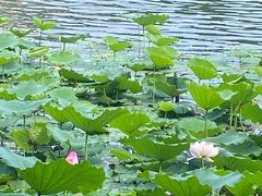 -荔湾湖公园