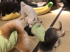 -逗柴咖啡屋·狗咖猫咖宠物桌游