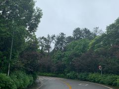 -铁山坪森林公园