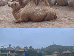 -广州长隆野生动物世界