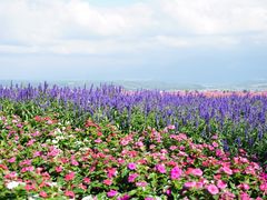 -富田农场