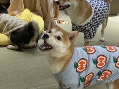-逗柴咖啡屋·狗咖猫咖宠物桌游