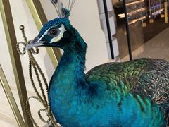 -西双版纳融创皇冠假日度假酒店