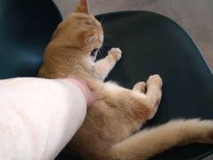 -飞行喵MR PILOT|猫舍·猫咖(静安大融城店)