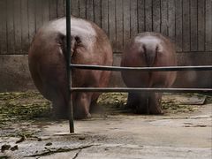 -成都动物园
