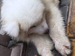 -瑞鹏宠物医院·爱宠堂·骨外专科(西荷分院)