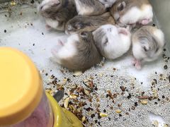 -大学城夜市大排档(凤栖路店)