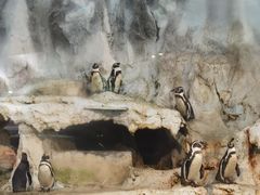 -帝企鹅自助餐厅•儿童岛•真企鹅(长隆企鹅酒店)