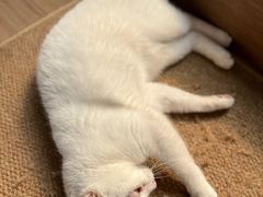 -有猫主题·治愈系猫咖(曾厝垵店)