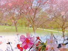 -天适樱花悠乐园