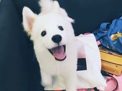 -佳百利宠物(荣乐中路115弄小区店)